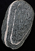 Gneiss pebble