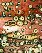 Orbicular jasper