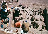 Excavation of fossils