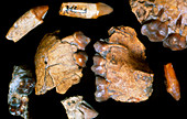 Hominid fossil bones belonging to Kenyapithecus