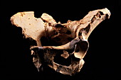 Fossilised pelvis,Sima de los Huesos