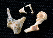 Fossilised ear bones,Sima de los Huesos