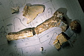 Documenting fossils,Sima de los Huesos
