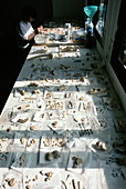 Fossil table,Sima de los Huesos