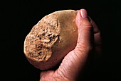 Stone tool,Gran Dolina