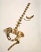 Skletal remains of Australopithecus africanus