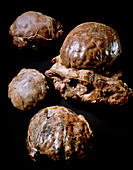 Brain casts of hominid fossil Australopithecus sp
