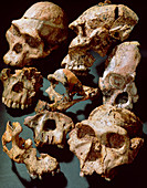 Fossil skulls and fragments of jaw bones