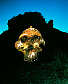 Composite photo of skull of Zinjanthropus boisei