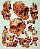 Hominid fossil skulls of australopithecine group