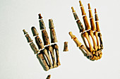 Hands of modern human and A. afarensis