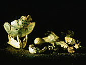 Human fossil remains from the Swartkrans site