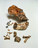 Type specimen of the hominid,Paranthropus TM-1517