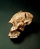 Fossil skull of Paranthropus robustus (SK46)