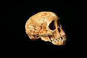 Taung child fossil