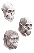 Australopithecus africanus