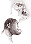 Paranthropus aethiopicus skull and head