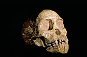 Tuang child skull