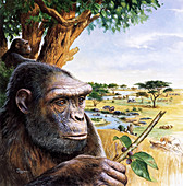 Early hominid