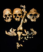Collection of hominid fossil skulls