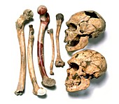 Skulls & bones of Neanderthal man