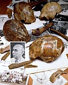 Weidenreich's collection of fossils & bones