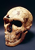 Fossil skull of Neanderthal man