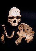 Arago man,a hominid fossil skull,hip & mandibles