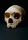 Fossil skull of Gibraltar man