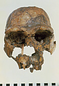 Front view of skull of Homo erectus (KNM-ER 3733)