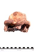 Front view of the skullcap of Homo erectus (OH 9)
