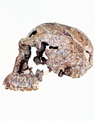 Side view of skull of Homo habilis (KNM-ER 1813)