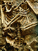 View of the skeleton of a neanderthal