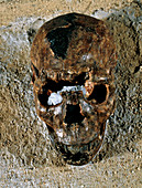Fossilised skull of a Homo erectus boy from Kenya