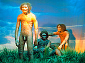 Models of Homo erectus men