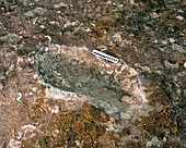 Homo erectus footprint