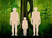 Homo floresiensis comparison