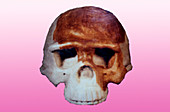 Nanjing Man cranium