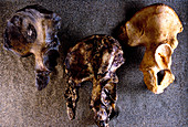 Evolution of the hip bone