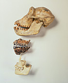 Comparison of jaw bone of chimp,Afar & modern man