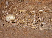 Human skeleton at Fishbourne: end of Roman Britain