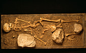Stone age human skeleton
