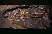 Cro-Magnon man fossil