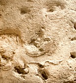 Eve's footprints