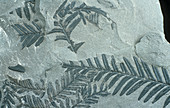 Fossil leaves of Alethorpteris lonchitidis