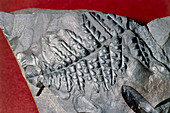 Fossilized frond of the seed fern Mariopteris sp