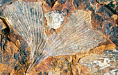 Fossilised ginkgo leaf
