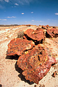 Fossilised trees in Petrified Forest National Park