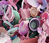 Fossilised diatoms,SEM