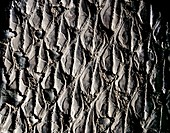 Tree bark fossil